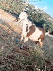  3 للبيع تيس كفاله هداد ولحم