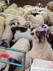  3 بفضل الله يتوفر لدينا خاروف روماني + خاروف بلدي +عبور بلدي   جميع الوزان