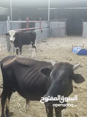  15 أبقار بأسعار مناسبة ومختلفه لكل وحده بولاية صحم