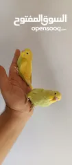  14 طيور حب نوعيه ممتازه