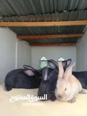 8 ارانب بابيون