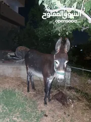  2 كره  للبيع قطعه نضيفه