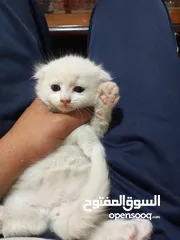  2 قط سكوتش فولد
