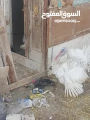  6 طقم حبش ابيض