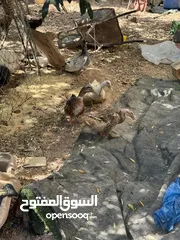  5 مجموعه طيور للبيع