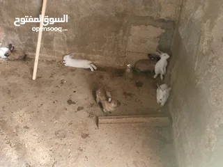  5 ارانب للبيع فرنسي وبلدي