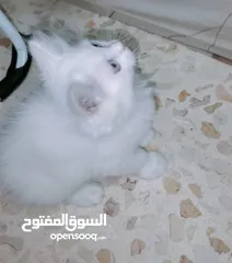  7 كتن هملايا مكس شيرازي للبيع