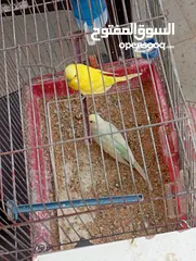  5 جوز حب نخب وفحلين كنار