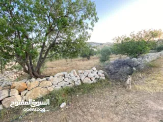  2 ارض مشجرة واصلها كل الخدمات