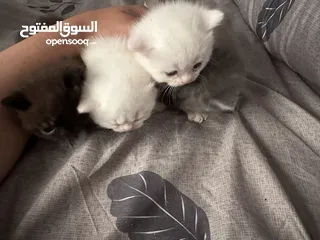  2 قطط كتن للبيع