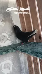  7 تفاصيل بالوصف