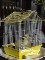  1 بطة صفرا صغيرة للبيع #بطة