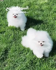  1 Pomeranian puppies