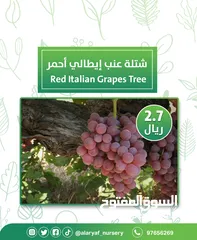  6 شتلات وأشجار العنب النادرة من مشتل الأرياف أسعار منافسة الأفضل في السوق   انگور  Grapes