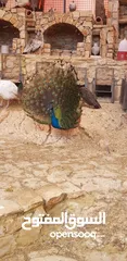  3 طاووس للبيع مستعجل