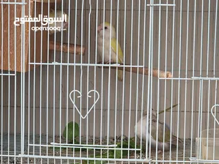  2 Love birds