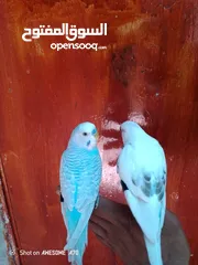  4 متاح جوز حب وحبه كوكتيل للبيع اقرا التفاصيل جيدا