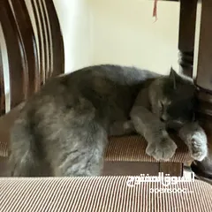  8 قطه سكوتش فولد مكس برتش للبيع.                                                                   ًً