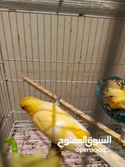  14 طيره جزريه مع اربع فراخ  وطيره صفرا مع 5فراخ