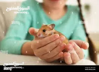  21 همستر  فرو مع قفصه و اكله  كراميل مع قفص هامستر زهري معه سحسيله و دولاب ومطرة الماء