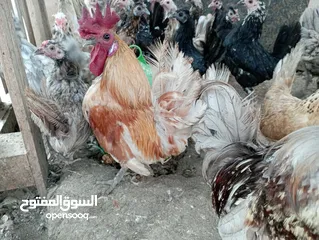  5 للبيع دجاج حبحب كويتي بيور
