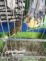  1 جوز كناري جلوستر  الفحل الاخضر والانثى الصفرا المقنبره  حبتين نظاف