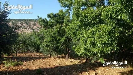  2 ارض استثمارية مميزة بجبال عجلون السياحة