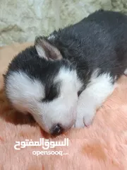  3 جرو هاسكي عمره شهر و اسبوع  بيور