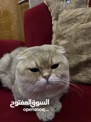  2 قط سكوتش فولد