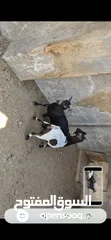  3 جوز ماعز قزم نوادر