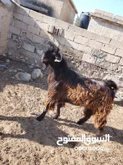  1 ثني  البيع  كفالة هداد