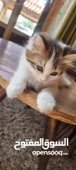  2 عندي قطه انثى عمرها شهرين متعوده على اكل البيت ودراي فود ومتعوده على لتر بوكس ..
