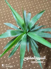  2 نبتة اليوغا