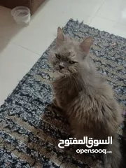  11 Persian cat