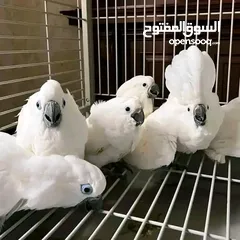  1 Males And Females Cockatoos.
