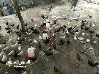  1 دجاج عمانيات