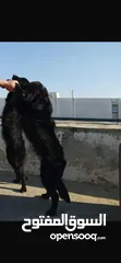  1 ككلبين نوع جولدن ذكر وانثي بسعر مميز جدا