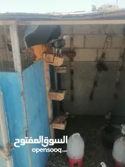  25 حمام للبيع