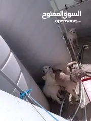  1 كلاب للبيع ثلث ذكور وانثى