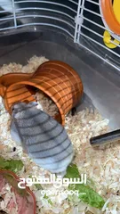  20 Baby Hamster female one month,7days,for free