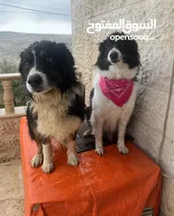  1 لاول مرة في الوطن العربي اذكى كلب في العالم