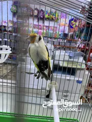  3 فحل حسون طفره مميز