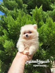  8 بومارينيان تيكب أصغر حجم مستوى عالي جدا pomeranian t_cup
