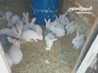  1 أرانب فرنسي عمر 3 الا 4شهور العدد 20 واحد اعور الكوم 4 ونقه بالجوز 10. 14 صوص 3 زاغر 12 كبار