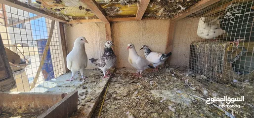  3 زوج حمام مالطي مع فراخه