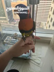  5 Lovely rainbow lorikeet trained and can do some tricks