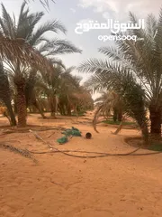  29 مزرعه جاهزة للبيع السعر نهائي