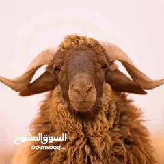  5 لحام متنقل