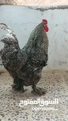  3 ديوك براهما بيور