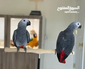  2 Talking African Grey Parrots